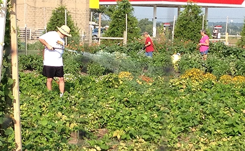 Community gardens can help individuals provide food for their families during the growing season. (Word & Way file photo)
