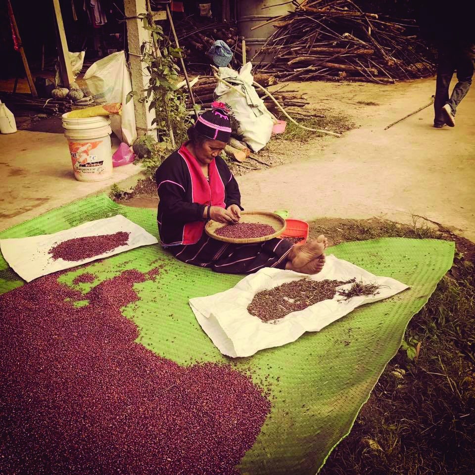 Woman collecting rice bean seeds
