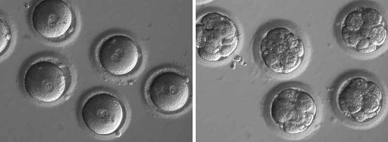 Newly fertilized eggs before gene editing, left, and embryos after gene editing and a few rounds of cell division. Image courtesy of Shoukhrat Mitalipov