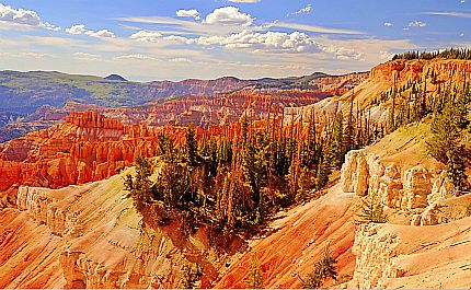 canyon trees1504178496