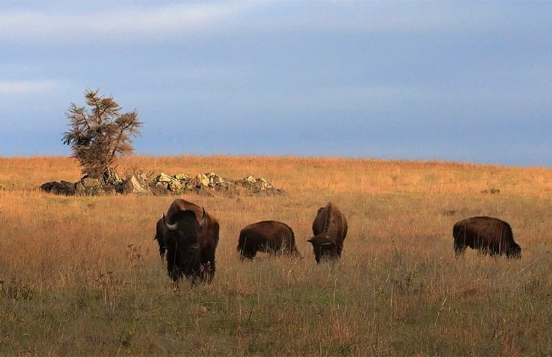 Buffalo at Wichita Mountains Wildlife Refuge in Oklahoma on March 25, 2017. Photo by Larry E. Smith/Creative Commons