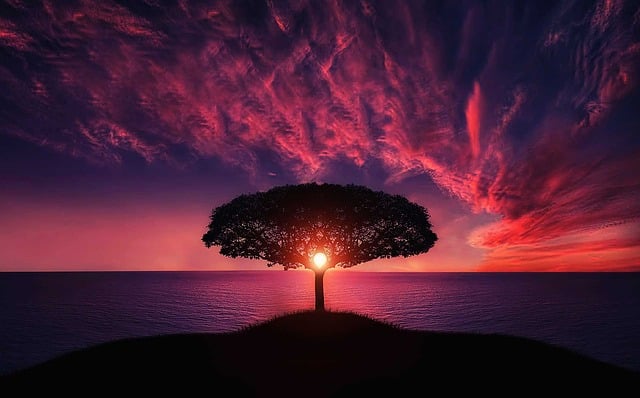 tree 736885 640