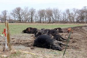 dead cattle