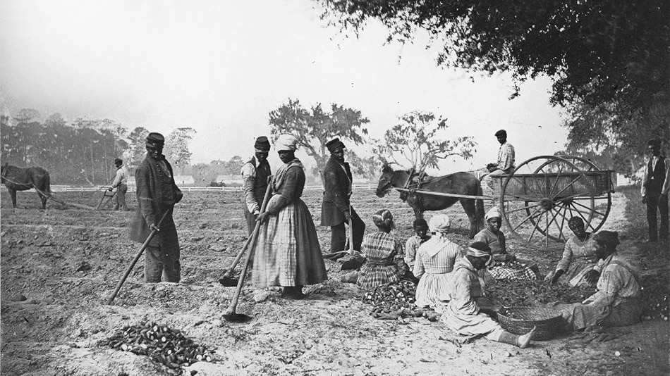 Slaves planting
