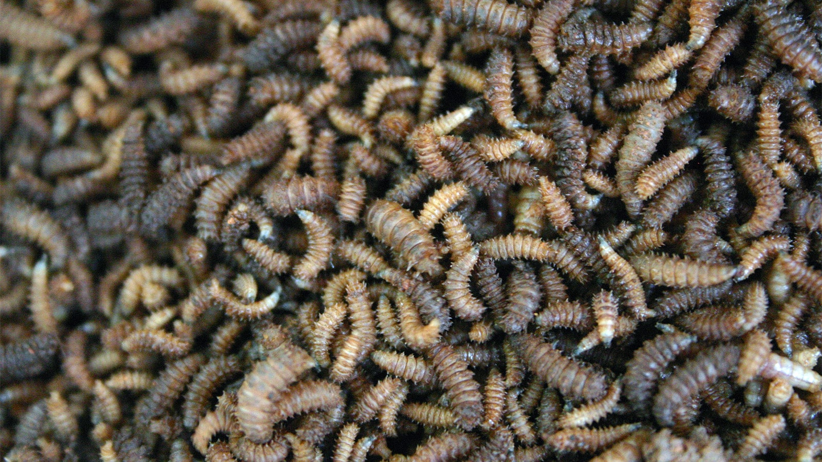 Could Maggots Be God's Miracle to Save Us From Global Warming? Word&Way
