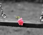pink rose on swing