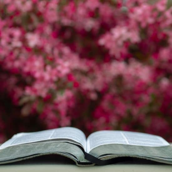 Bible in Spring