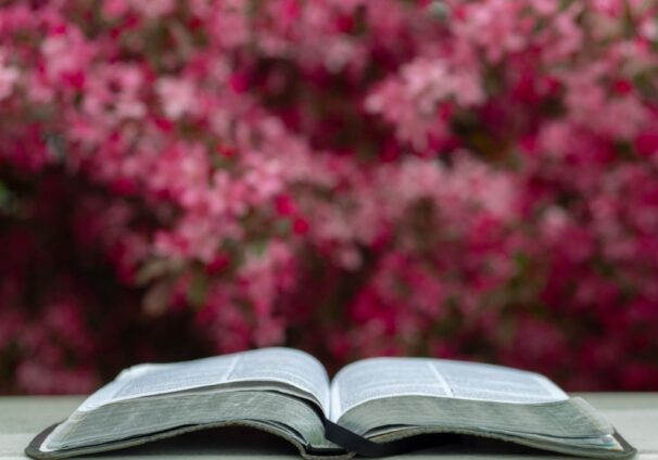 Bible in Spring