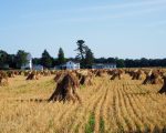 Amish field