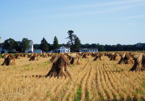 Amish field